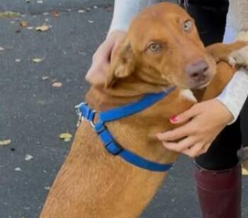 Rescue Doberman Pinscher and Cattle Dog Dogs for Adoption in Davis, California - Barley | PetCurious