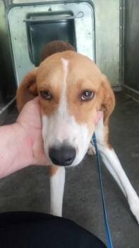 Treeing Walker Coonhound Dogs Available for Adoption in Burgaw, North Carolina - Joker | PetCurious