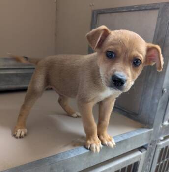 Happy -  Mixed Breed Dog Available for Adoption in Havre, Montana - Happy | PetCurious
