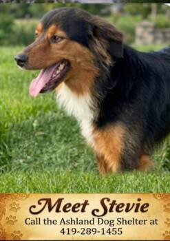 Stevie -  Mixed Breed Dog for Adoption in Ashland, Ohio - Stevie | PetCurious