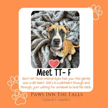 Rescue Boxer and Mixed Breed Dogs for Adoption in Niagara Falls, New York - TT | PetCurious