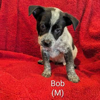 Bob -  Australian Cattle Dog Blue Heeler Dog for Adoption in Marion, Illinois - Bob | PetCurious