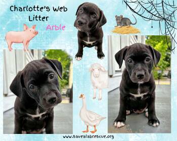 Charlottes Web Litter - Arable -  Labrador Retriever and Black Labrador Retriever Dog for Adoption in Middletown, Rhode Island - Charlottes Web Litter - Arable | PetCurious