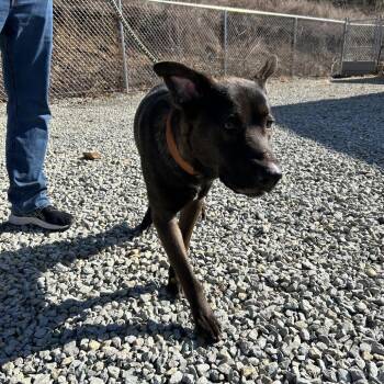 German Shepherd Dog Dogs Available for Adoption - Lupin | PetCurious