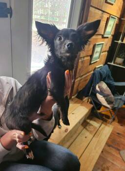 Jangle -  Chihuahua and Dachshund Dog for Adoption in New York, New York - Jangle | PetCurious