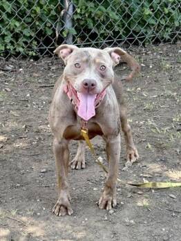 Hazel -  Mixed Breed Dog for Adoption in West Chester, Pennsylvania - Hazel | PetCurious
