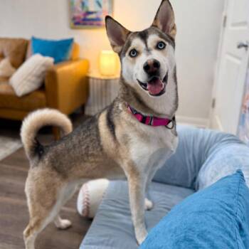 Siberian Husky and Husky Dogs Available for Adoption - Bailee Bandit Stealing Hearts Since Day One | PetCurious