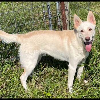 Fern -  Shepherd Dog for Adoption in Loveland, Ohio - Fern | PetCurious