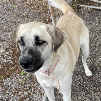 Blue -  Husky Dog for Adoption in Green Forest, Arkansas - Blue | PetCurious