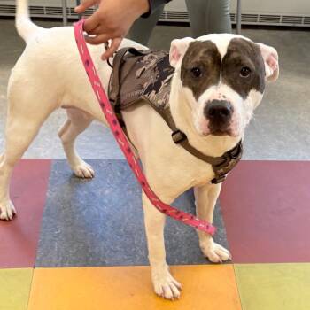 Pit Bull Terrier Dogs Available for Adoption in Philadelphia, Pennsylvania - Palma | PetCurious