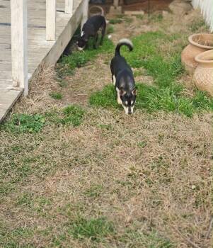 Shiba Inu and Rat Terrier Dogs Available for Adoption - Sheba Shiba | PetCurious