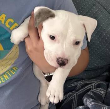 Bieber -  American Staffordshire Terrier and Pit Bull Terrier Dog for Adoption in Midlothian, Virginia - Bieber | PetCurious
