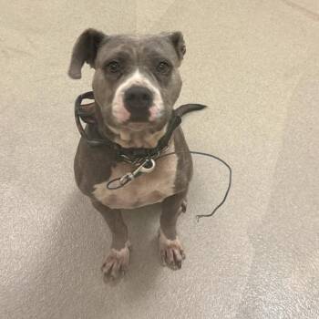 Kangaroo -  American Staffordshire Terrier Dog for Adoption in Lynchburg, Virginia - Kangaroo | PetCurious