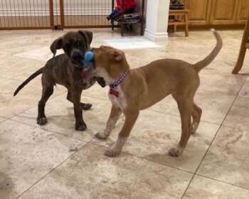 Millie -  Pit Bull Terrier and Boxer Dog for Adoption in San Diego, California - Millie | PetCurious
