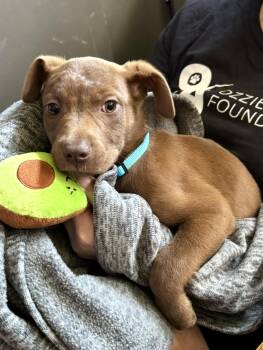 Labrador Retriever and American Staffordshire Terrier Dogs Available for Adoption in Marietta, Georgia - Stevi Peeps | PetCurious