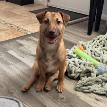 Bea -  Dachshund Dog for Adoption in Philadelphia, Pennsylvania - Bea | PetCurious