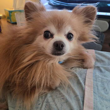 Rescue Pomeranian Dogs for Adoption in Garland, Texas - Edward | PetCurious