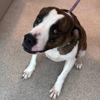 Marty -  Mixed Breed Dog for Adoption in Englewood, Florida - Marty | PetCurious