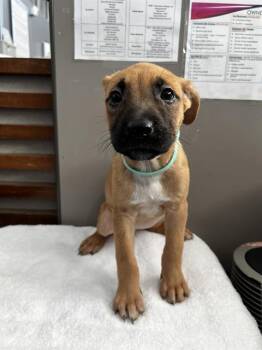 SALEM -  Mixed Breed Dog for Adoption in Dallas, Texas - SALEM | PetCurious