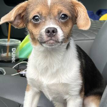 Shirley -  Mixed Breed Dog for Adoption in Mount Pleasant, South Carolina - Shirley | PetCurious