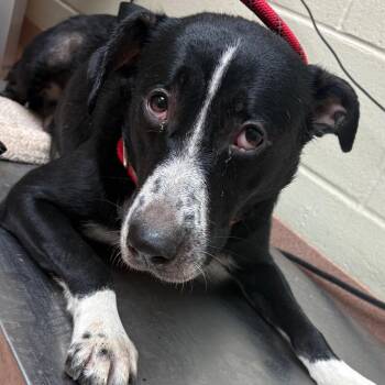 07/15/2026-Stray-10thStreet-7 -  Mixed Breed Dog for Adoption in Columbus, Georgia - 07/15/2026-Stray-10thStreet-7 | PetCurious