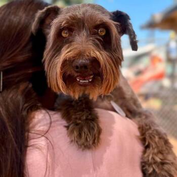 Harley -  Miniature Schnauzer Dog for Adoption in Ramona, California - Harley | PetCurious