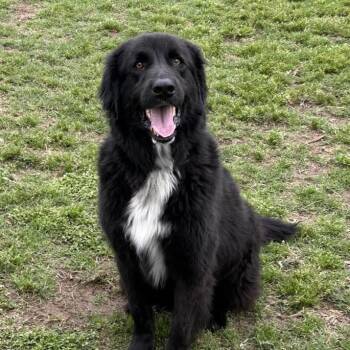Scout -  Newfoundland Dog Dog for Adoption in Monticello, Iowa - Scout | PetCurious