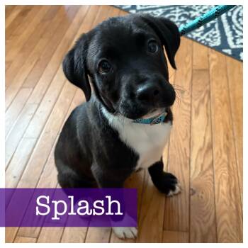 Black Labrador Retriever Dogs Available for Adoption in Cumming, Georgia - Splash | PetCurious