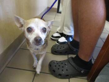 Chihuahua and Mixed Breed Dogs Available for Adoption in Ocala, Florida - MOCHA | PetCurious