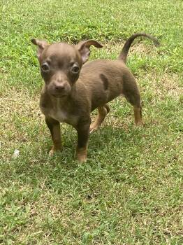 Titan -  Chihuahua Dog for Adoption in Kannapolis, North Carolina - Titan | PetCurious