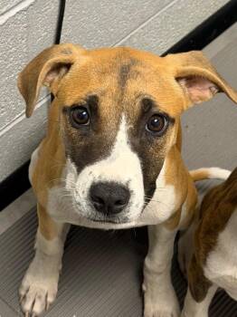 Flora -  Mixed Breed Dog for Adoption in Henderson, North Carolina - Flora | PetCurious