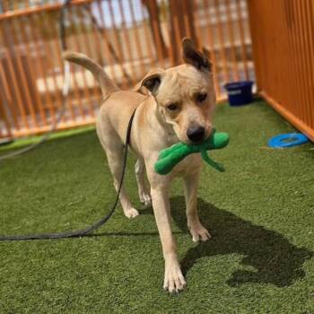 FAT BOY -  Labrador Retriever and Mixed Breed Dog for Adoption in Las Vegas, Nevada - FAT BOY | PetCurious