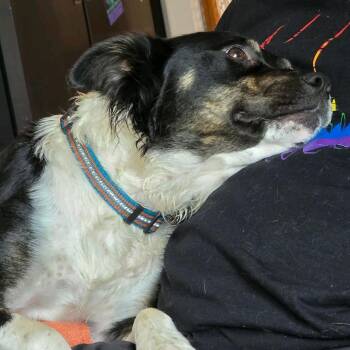Border Collie and Mixed Breed Dogs Available for Adoption in Kansas City, Missouri - Lily | PetCurious