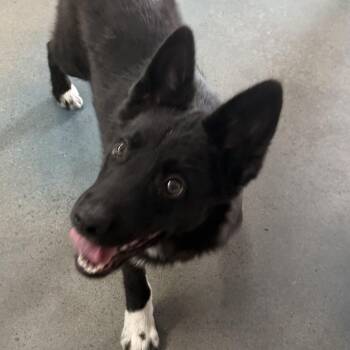 Scooter -  Border Collie and Husky Dog Available for Adoption in Baudette, Minnesota - Scooter | PetCurious