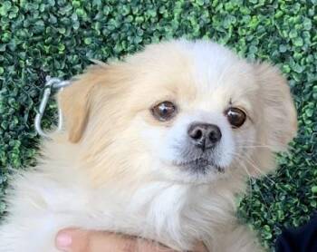 Pomeranian and Mixed Breed Dogs Available for Adoption - 60318136 | PetCurious