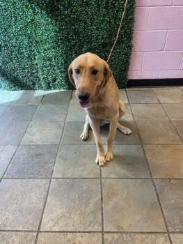 61771727 -  Retriever and Mixed Breed Dog for Adoption in El Paso, Texas - 61771727 | PetCurious