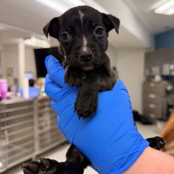 Mixed Breed Dogs Available for Adoption in Indianapolis, Indiana - Taft | PetCurious