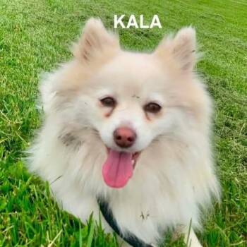 Pomeranian Dogs Available for Adoption in Bowling Green, Ohio - KALA | PetCurious