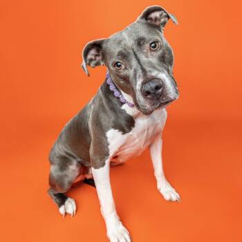 Lovey -  American Staffordshire Terrier Dog for Adoption in Ferndale, Michigan - Lovey | PetCurious