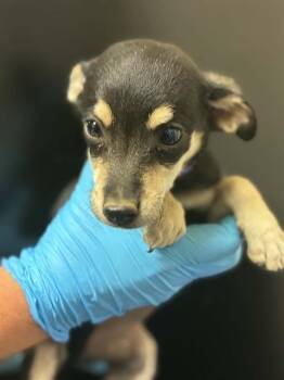 MERI -  Chihuahua and Mixed Breed Dog for Adoption in Visalia, California - MERI | PetCurious