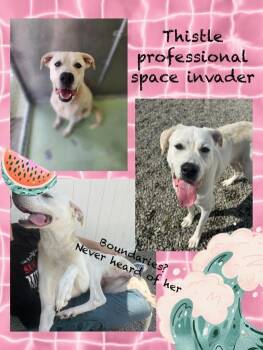 Rescue Great Pyrenees and Labrador Retriever Dogs for Adoption in Binghamton, New York - Thistle | PetCurious