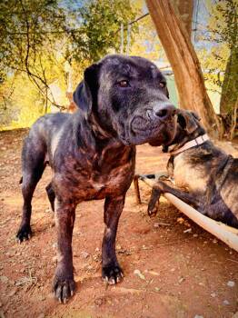 Rescue Pit Bull Terrier Dogs for Adoption in Dawsonville, Georgia - Baby Doll | PetCurious