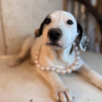 Pit Bull Terrier Dogs Available for Adoption in Atlanta, Texas - Lulu | PetCurious