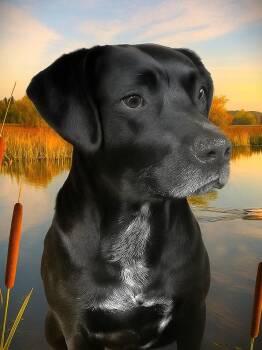 Rescue Black Labrador Retriever Dogs for Adoption in Westfield, New York - Duke Silver | PetCurious