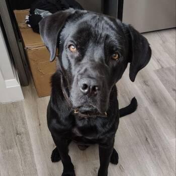 Cane Corso and Labrador Retriever Dogs Available for Adoption in Toronto, Ontario - Charlie | PetCurious