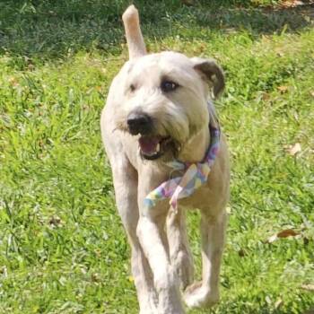 Wheaten Terrier Dogs Available for Adoption - Georgie | PetCurious