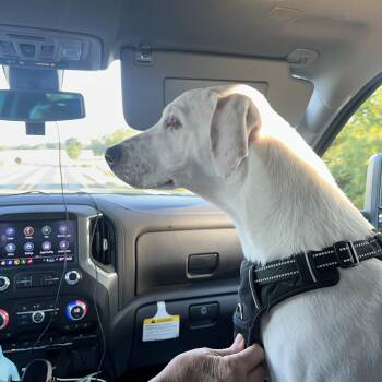Rescue Labrador Retriever and Pointer Dogs for Adoption in Mabank, Texas - Wyatt | PetCurious
