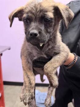 61246396 -  Mixed Breed Dog for Adoption in El Paso, Texas - 61246396 | PetCurious