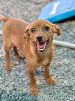 Mimosa -  Chihuahua and Dachshund Dog for Adoption in Mount Pleasant, South Carolina - Mimosa | PetCurious