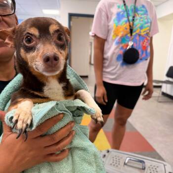Angelina -  Chihuahua Dog for Adoption in Philadelphia, Pennsylvania - Angelina | PetCurious